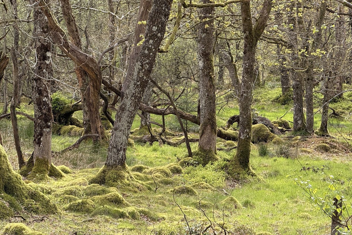 Woodland near Callander