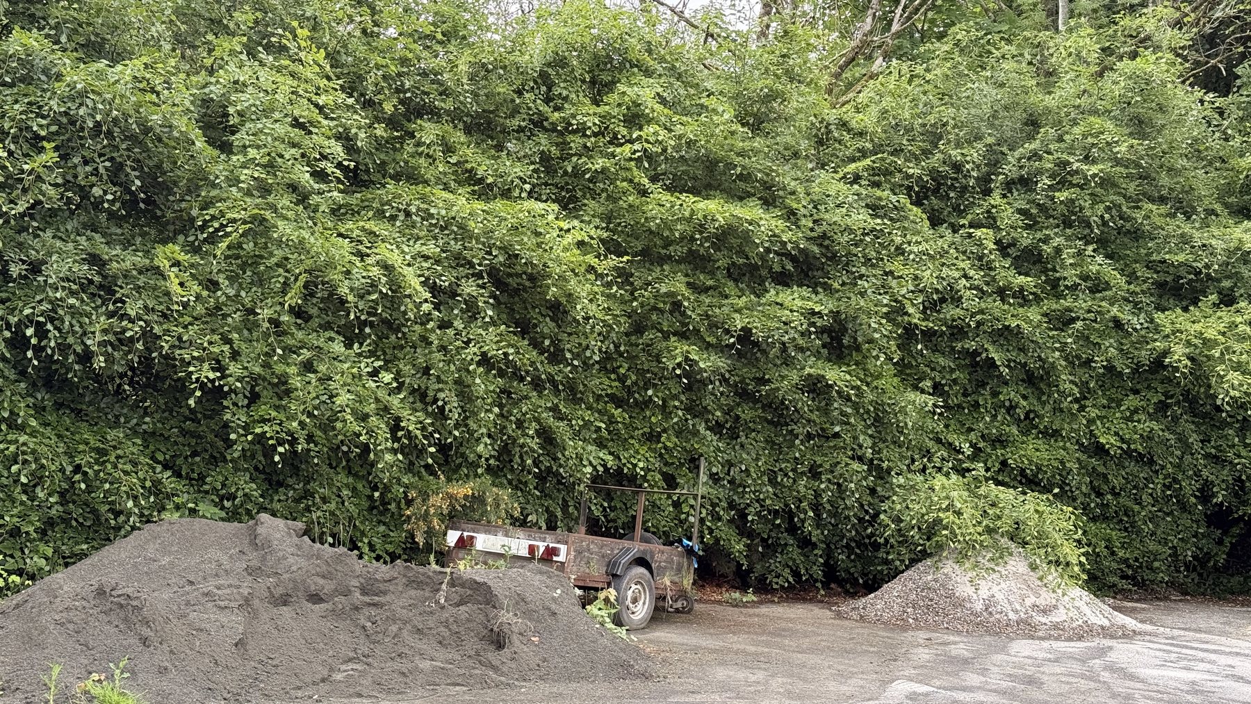 The section of hedge at Callander Golf Club where the first project will take place.